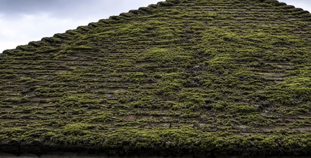 Roof heavily covered in green moss