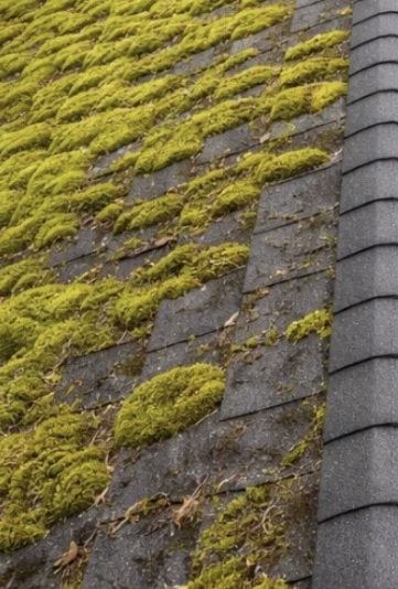 Shingle roof covered in moss before cleaning