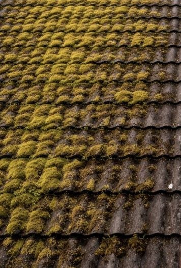 Terracotta roof covered in moss before cleaning