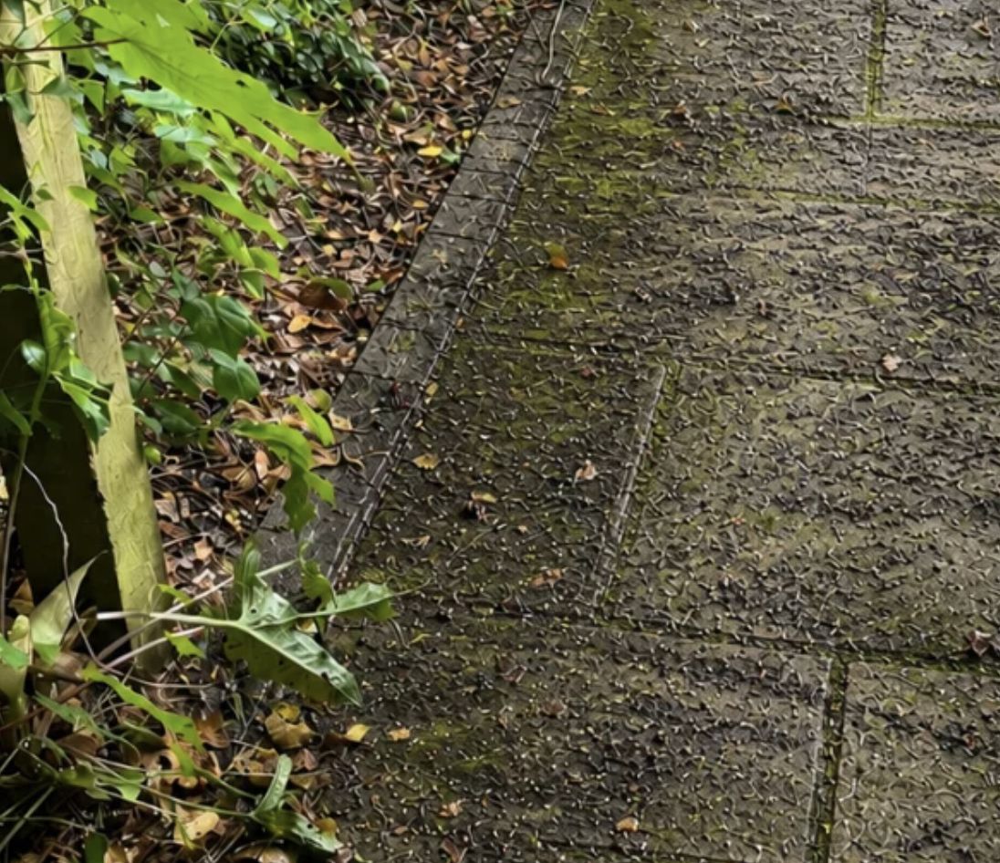 Mossy patio slabs before cleaning